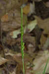 Ravine sedge